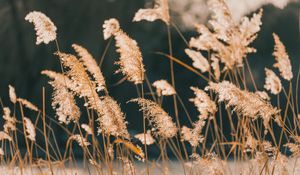 Preview wallpaper reeds, grass, plant, nature