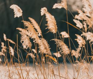 Preview wallpaper reeds, grass, plant, nature