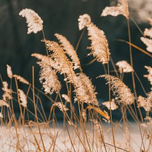 Preview wallpaper reeds, grass, plant, nature