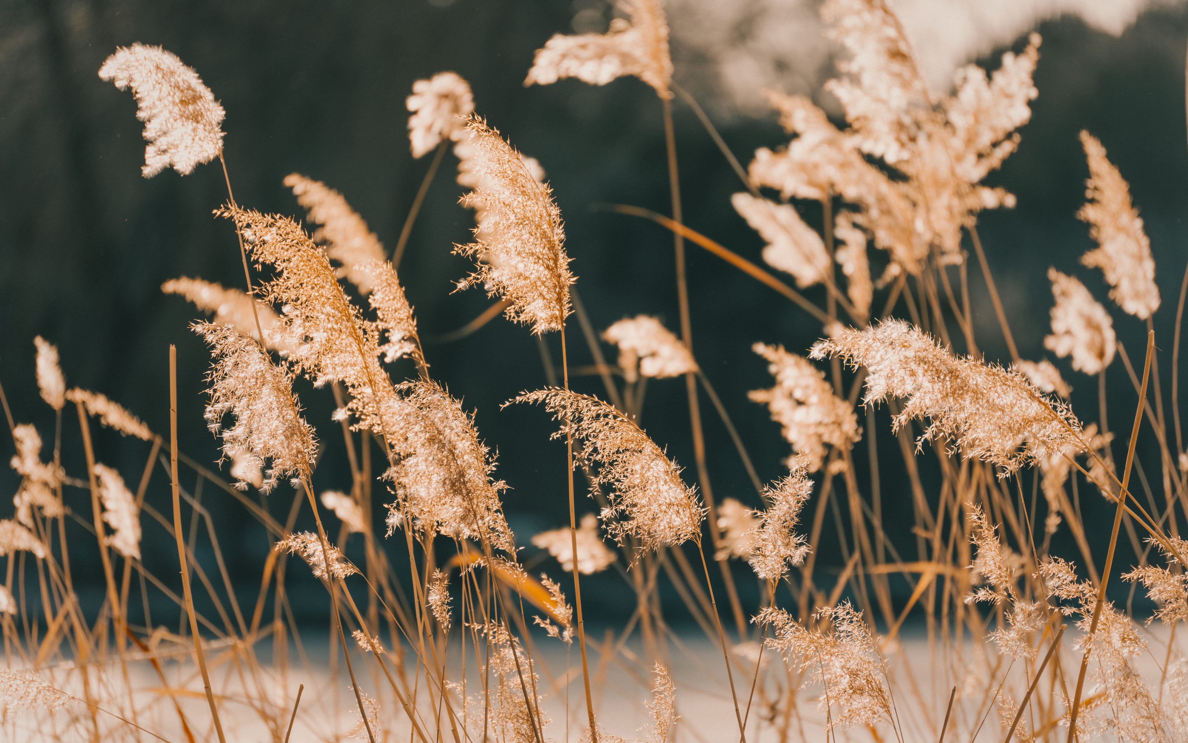 Download wallpaper 3840x2400 reeds, grass, plant, nature 4k ultra hd 16 ...