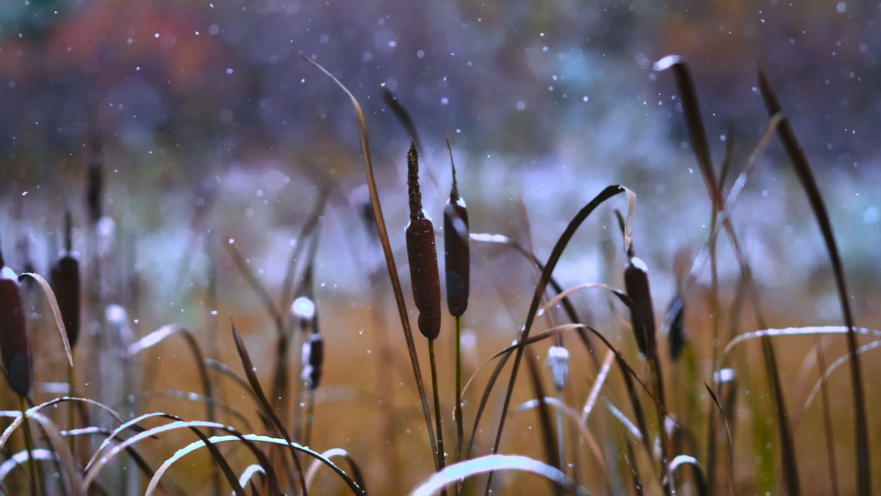 Wallpaper reeds, grass, snow, snowy