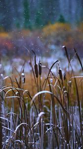 Preview wallpaper reeds, grass, snow, snowy