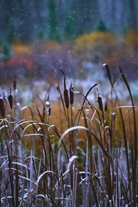 Preview wallpaper reeds, grass, snow, snowy