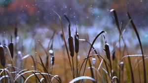 Preview wallpaper reeds, grass, snow, snowy