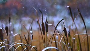 Preview wallpaper reeds, grass, snow, snowy