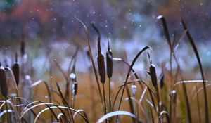 Preview wallpaper reeds, grass, snow, snowy