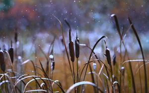 Preview wallpaper reeds, grass, snow, snowy