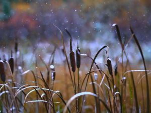Preview wallpaper reeds, grass, snow, snowy