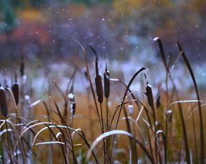 Preview wallpaper reeds, grass, snow, snowy