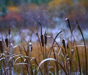 Preview wallpaper reeds, grass, snow, snowy