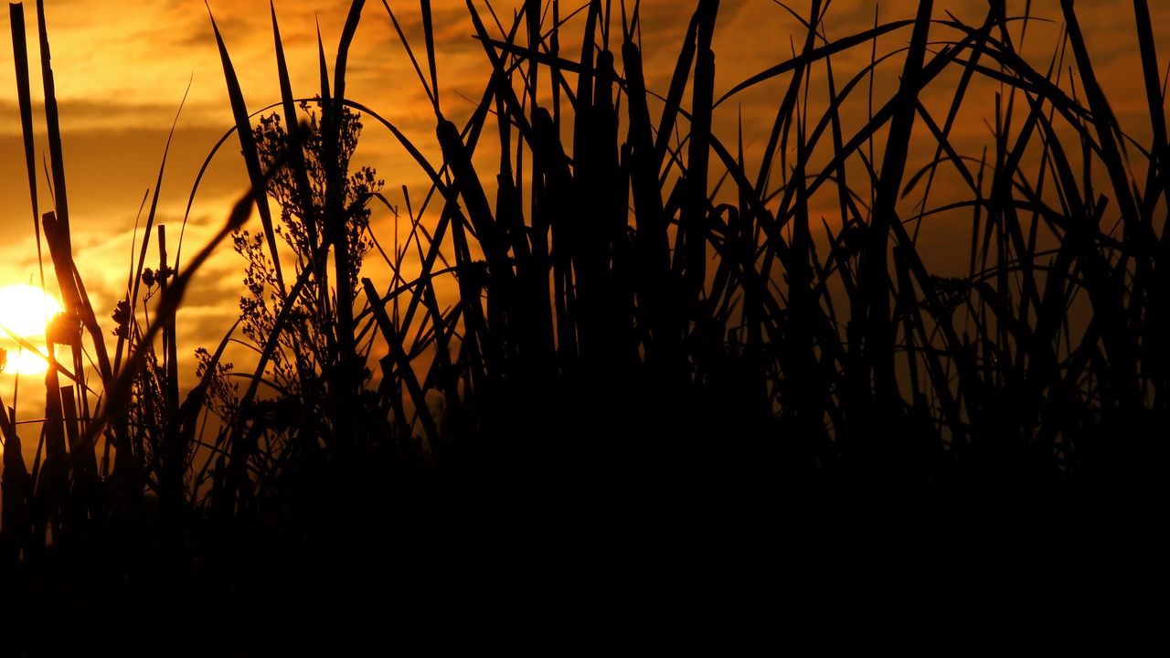 Wallpaper reeds, grass, sunset, outlines, dark