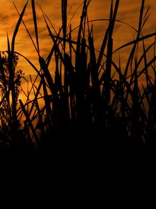 Preview wallpaper reeds, grass, sunset, outlines, dark