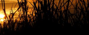 Preview wallpaper reeds, grass, sunset, outlines, dark