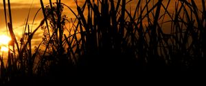 Preview wallpaper reeds, grass, sunset, outlines, dark