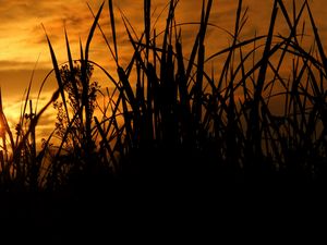 Preview wallpaper reeds, grass, sunset, outlines, dark