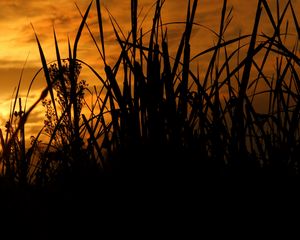 Preview wallpaper reeds, grass, sunset, outlines, dark