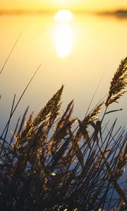 Preview wallpaper reeds, plant, lake, sunset, macro