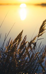 Preview wallpaper reeds, plant, lake, sunset, macro