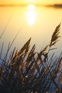 Preview wallpaper reeds, plant, lake, sunset, macro