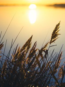 Preview wallpaper reeds, plant, lake, sunset, macro