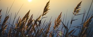 Preview wallpaper reeds, plant, lake, sunset, macro