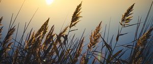 Preview wallpaper reeds, plant, lake, sunset, macro