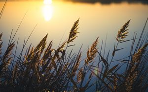 Preview wallpaper reeds, plant, lake, sunset, macro