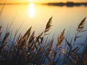 Preview wallpaper reeds, plant, lake, sunset, macro