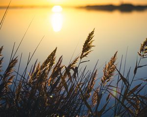 Preview wallpaper reeds, plant, lake, sunset, macro