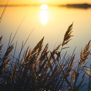 Preview wallpaper reeds, plant, lake, sunset, macro