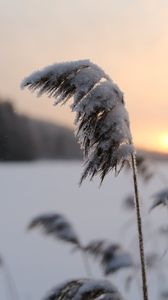 Preview wallpaper reeds, plant, snow, twilight, sunset, macro