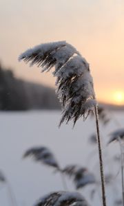Preview wallpaper reeds, plant, snow, twilight, sunset, macro
