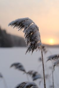 Preview wallpaper reeds, plant, snow, twilight, sunset, macro