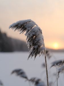 Preview wallpaper reeds, plant, snow, twilight, sunset, macro