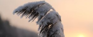 Preview wallpaper reeds, plant, snow, twilight, sunset, macro