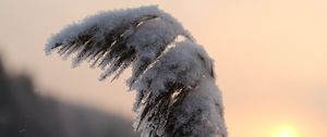 Preview wallpaper reeds, plant, snow, twilight, sunset, macro