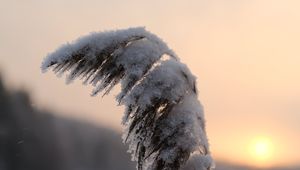 Preview wallpaper reeds, plant, snow, twilight, sunset, macro