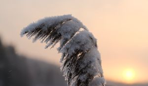 Preview wallpaper reeds, plant, snow, twilight, sunset, macro