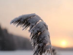 Preview wallpaper reeds, plant, snow, twilight, sunset, macro