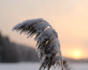 Preview wallpaper reeds, plant, snow, twilight, sunset, macro