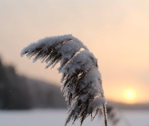 Preview wallpaper reeds, plant, snow, twilight, sunset, macro