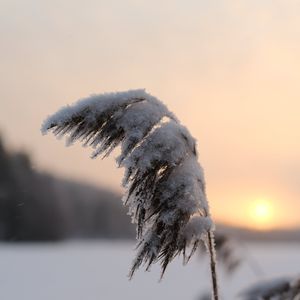 Preview wallpaper reeds, plant, snow, twilight, sunset, macro
