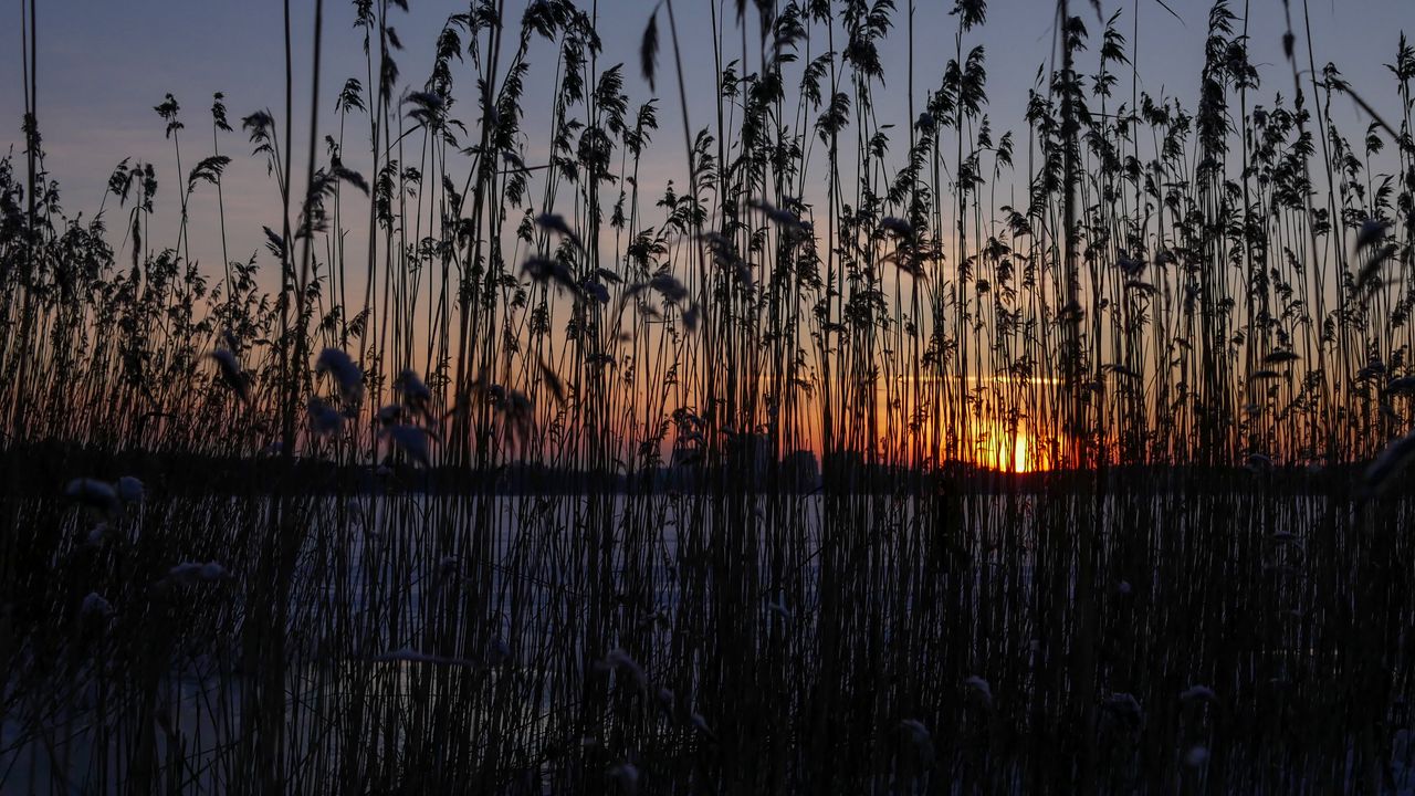 Wallpaper reeds, plant, water, sunset, dark
