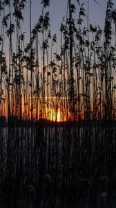 Preview wallpaper reeds, plant, water, sunset, dark