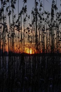 Preview wallpaper reeds, plant, water, sunset, dark