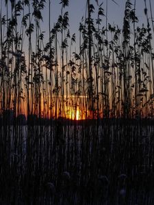 Preview wallpaper reeds, plant, water, sunset, dark