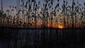 Preview wallpaper reeds, plant, water, sunset, dark