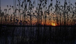 Preview wallpaper reeds, plant, water, sunset, dark