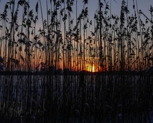 Preview wallpaper reeds, plant, water, sunset, dark