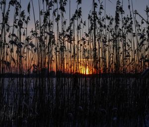 Preview wallpaper reeds, plant, water, sunset, dark